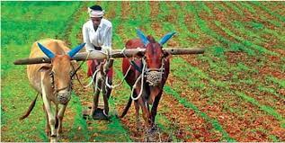 Agricultural plots