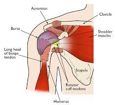 Shoulder Injuries