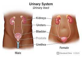 Urinary