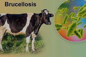 Brucellosis