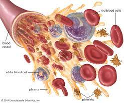 Platelets