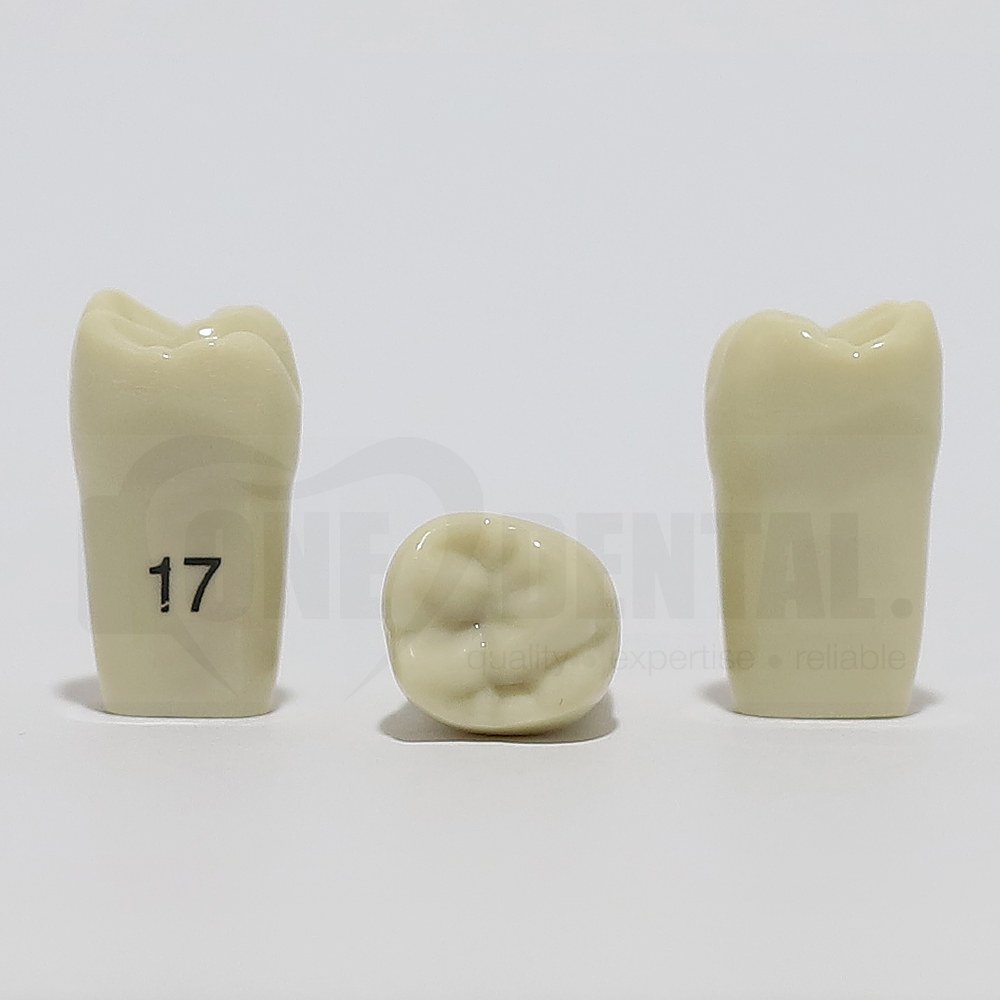 Teeth Type Belt
