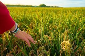 Agricultural plots