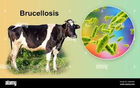 Brucella abortus