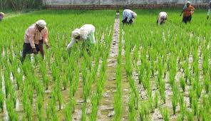 Agricultural plots