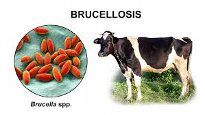 Brucellosis