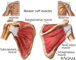 Shoulder Injuries