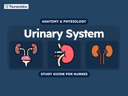 Urinary